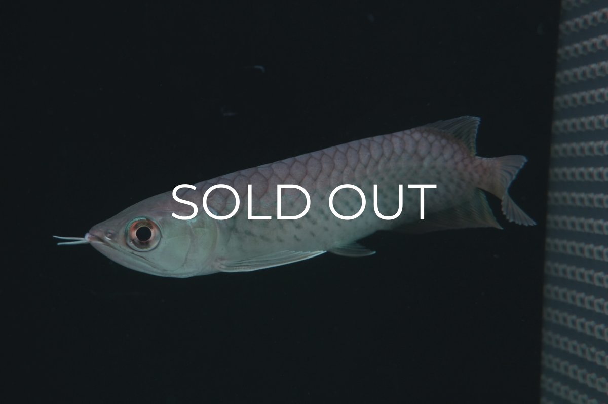 画像1: 青龍（グリーンアロワナ）NO.５ (1)