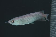 青龍（グリーンアロワナ）NO.98