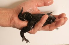 画像1: ツメガエル（XXLサイズ）50匹セット (1)