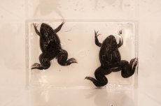 画像2: ツメガエル（XXLサイズ）50匹セット (2)
