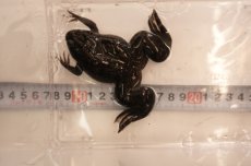画像3: ツメガエル（XXLサイズ）50匹セット (3)