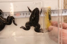 画像4: ツメガエル（XXLサイズ）50匹セット (4)