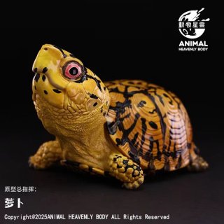 トウブハコガメ（オレンジ） - アジアアロワナ専門店ラフレシア