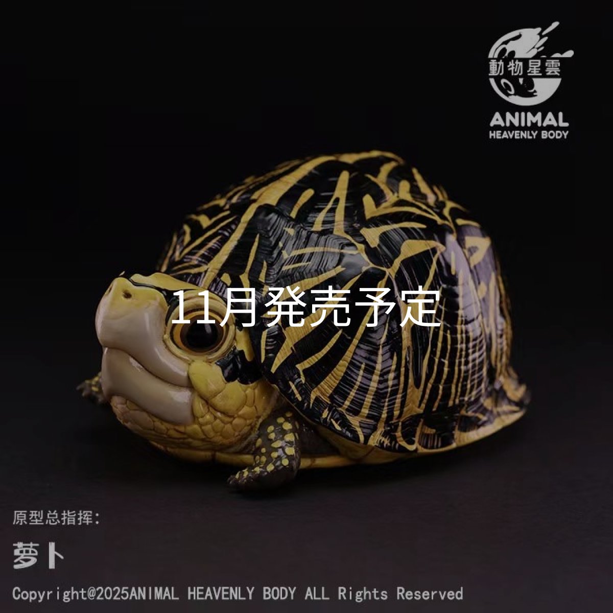 画像1: 【予約商品】フロリダハコガメ (1)