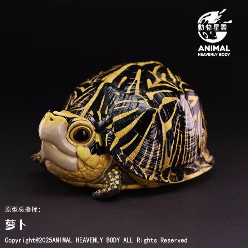 【激レア】フロリダハコガメ骨格標本(甲羅) フルアダルト　剥製　爬虫類 フロリダハコガメ - アジアアロワナ専門店ラフレシア