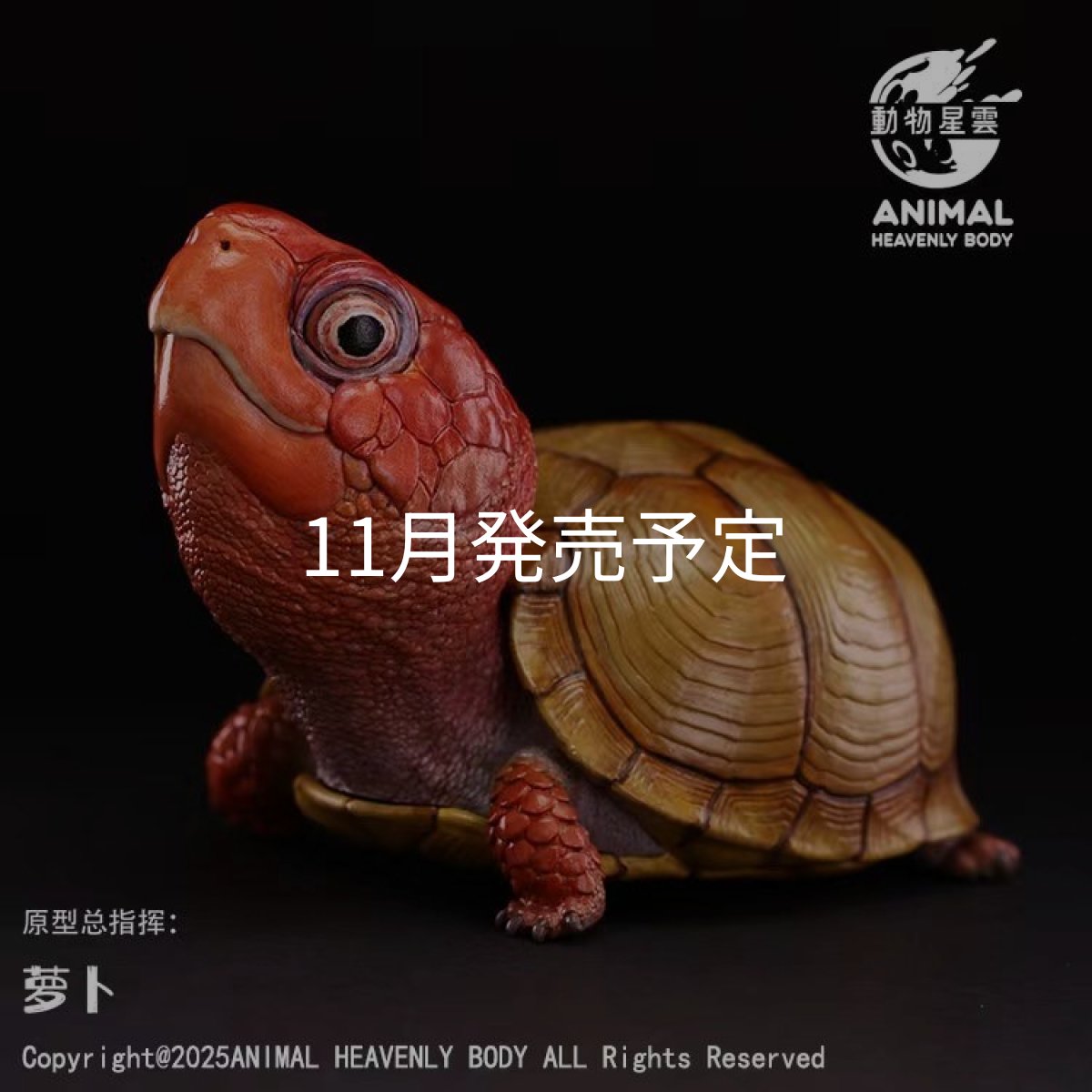 画像1: ミツユビハコガメ (1)