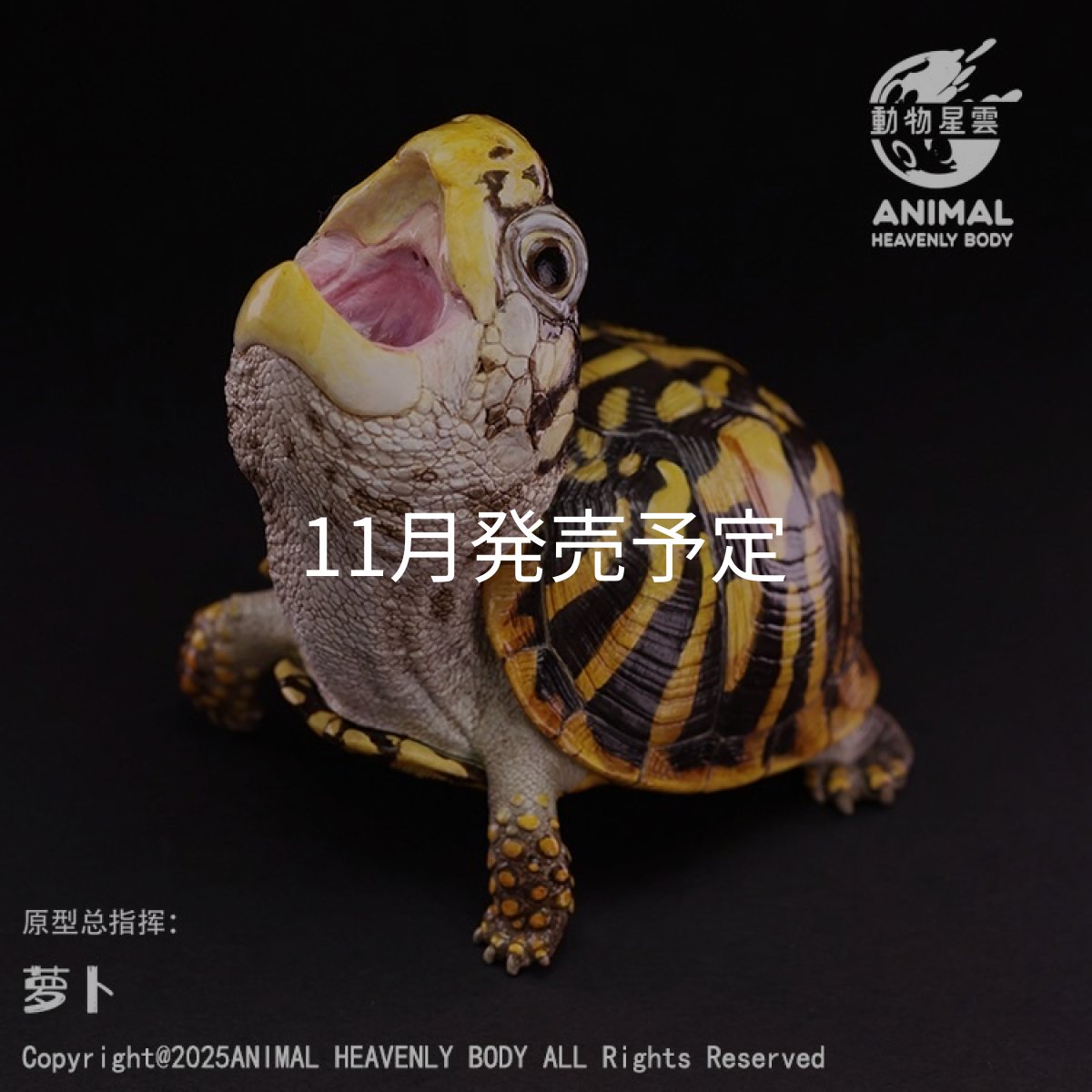 画像1: ニシキハコガメ (1)