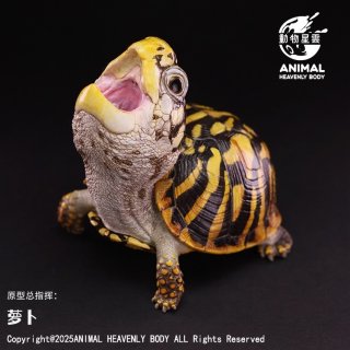 カメ - アジアアロワナ専門店ラフレシア