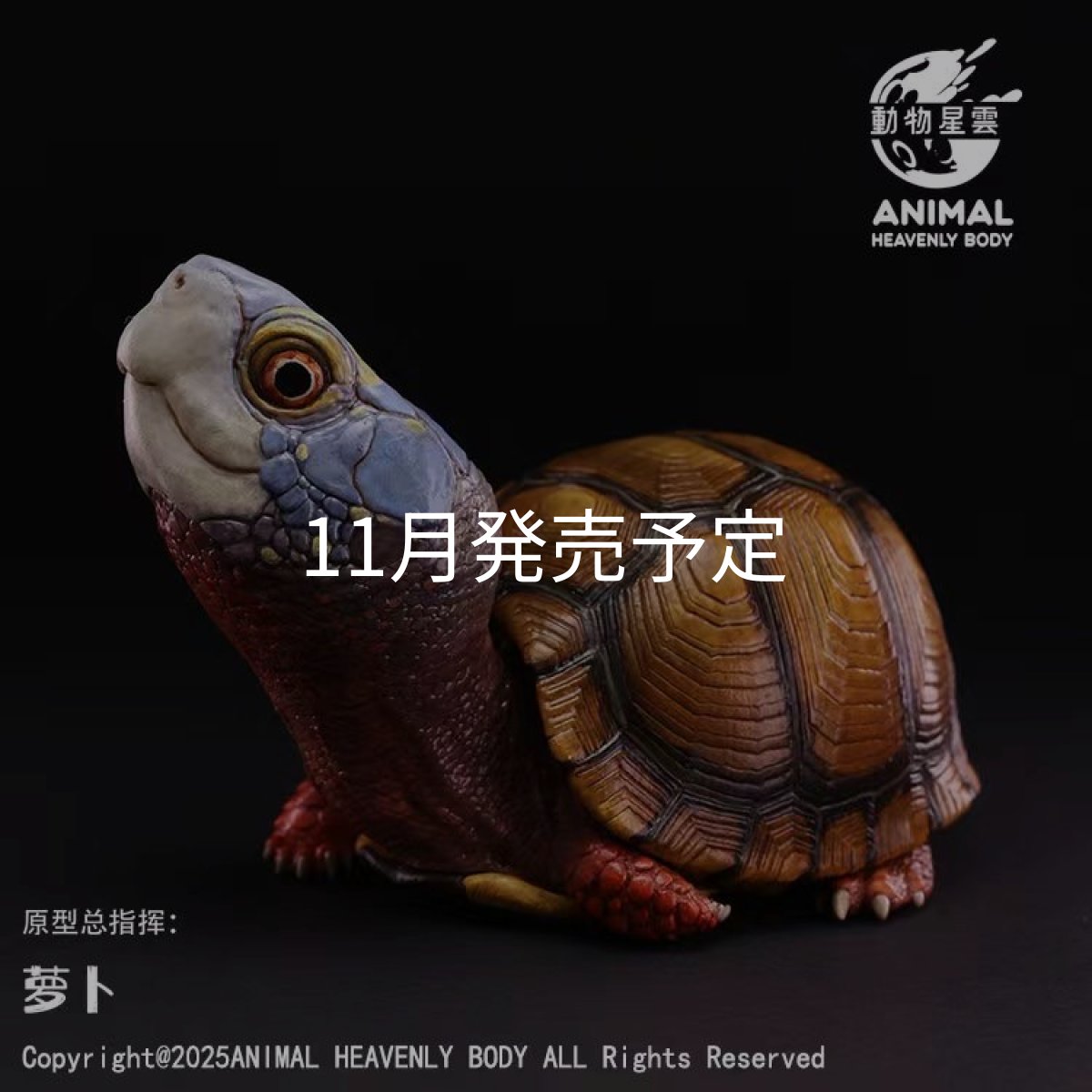 画像1: メキシコハコガメ (1)