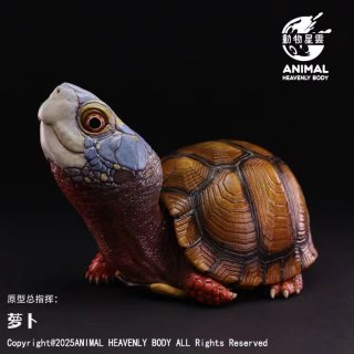 カメ - アジアアロワナ専門店ラフレシア