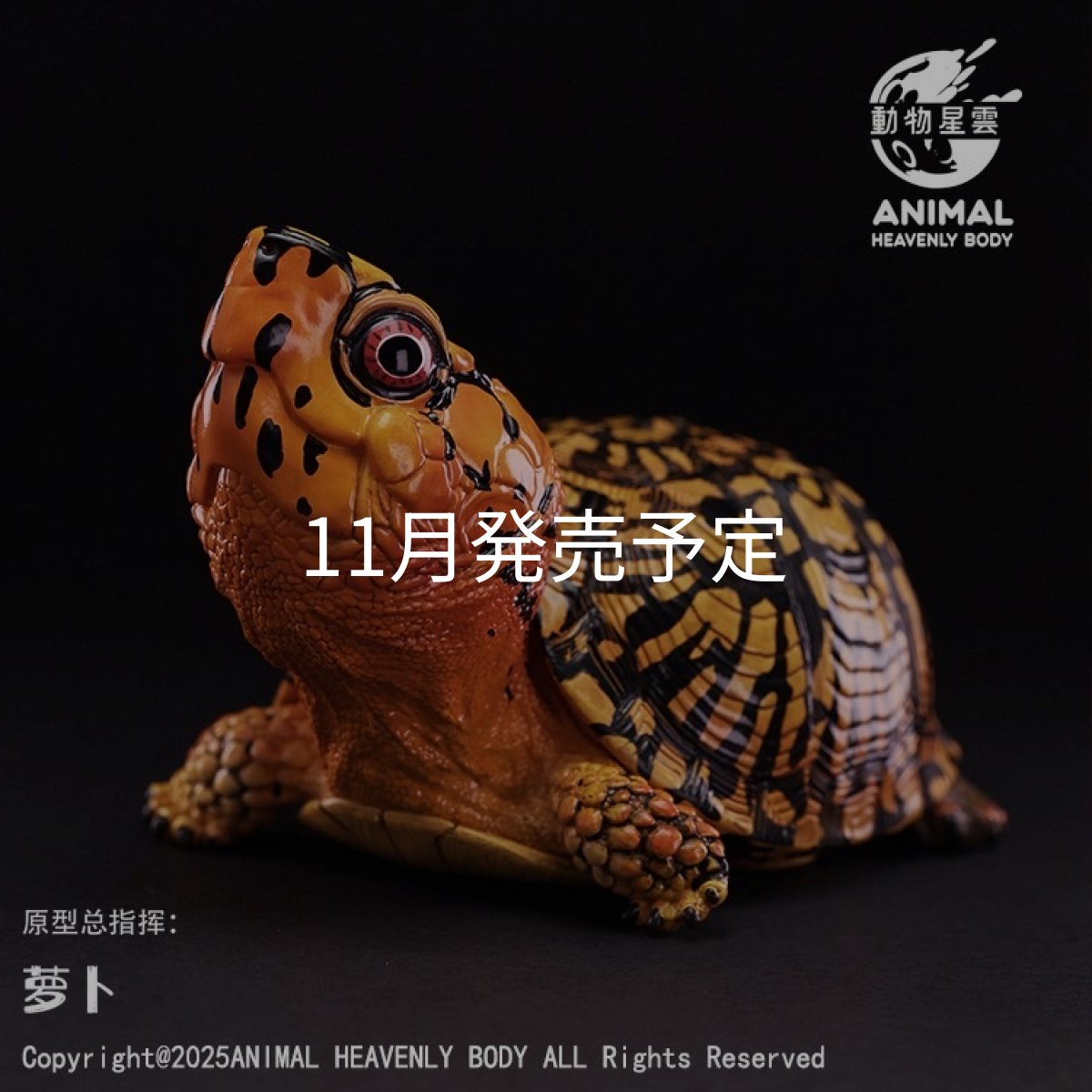 画像1: トウブハコガメ（オレンジ） (1)