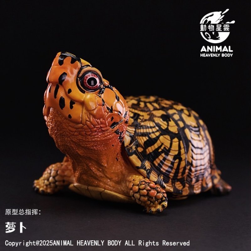 トウブハコガメ（オレンジ） - アジアアロワナ専門店ラフレシア