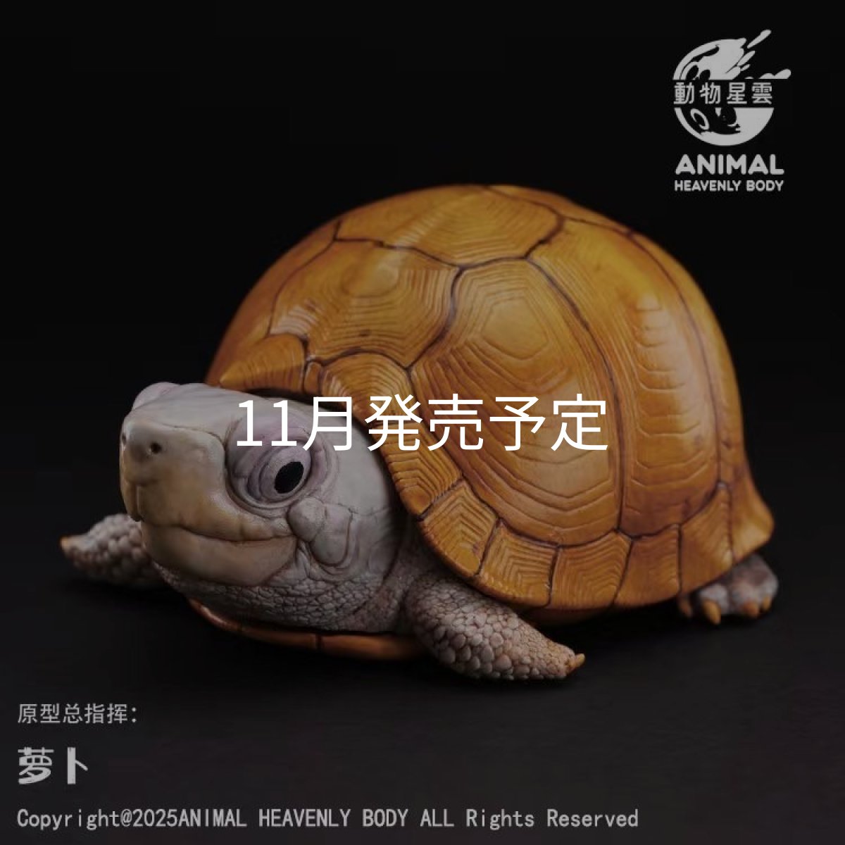 画像1: ユカタンハコガメ (1)