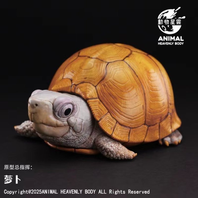 ユカタンハコガメ - アジアアロワナ専門店ラフレシア