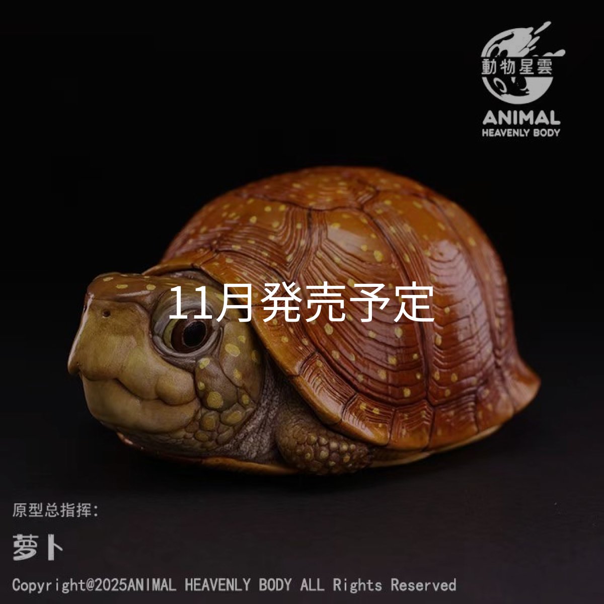 画像1: ネルソンハコガメ (1)