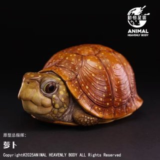 カメ - アジアアロワナ専門店ラフレシア