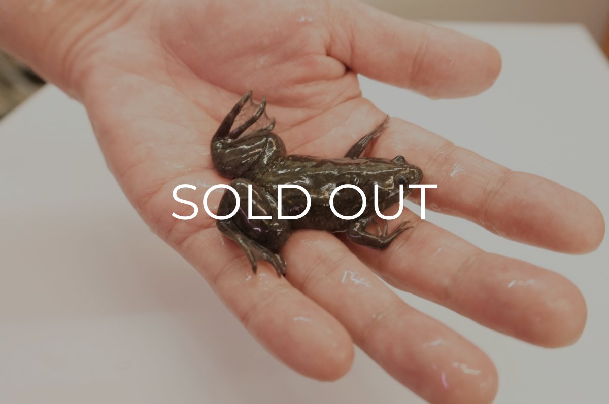 画像1: ツメガエル（XLサイズ）50匹セット (1)