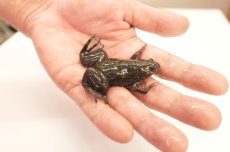 画像1: ツメガエル（XLサイズ）50匹セット (1)