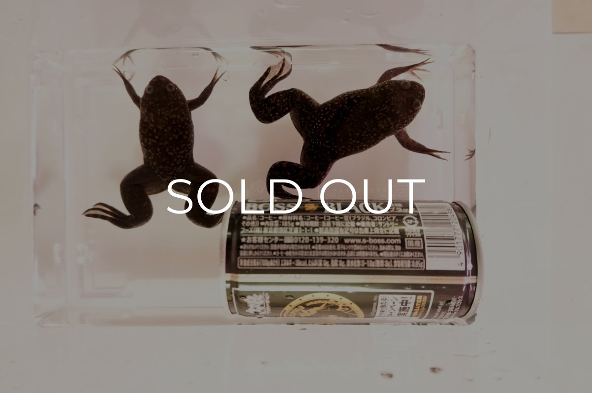 画像2: ツメガエル（XLサイズ）50匹セット (2)