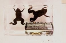 画像2: ツメガエル（XLサイズ）50匹セット (2)