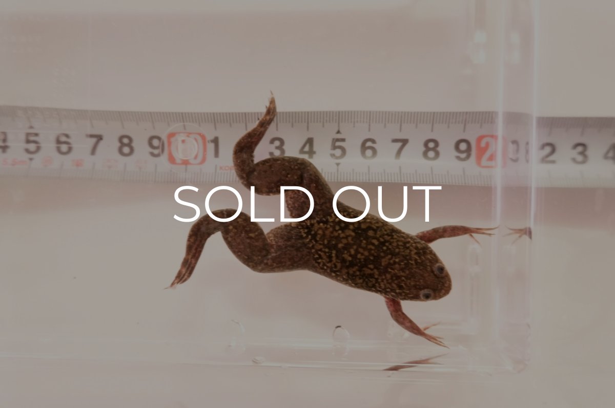 画像3: ツメガエル（XLサイズ）50匹セット (3)