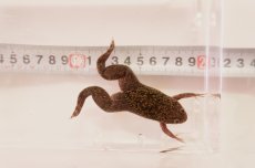 画像3: ツメガエル（XLサイズ）50匹セット (3)