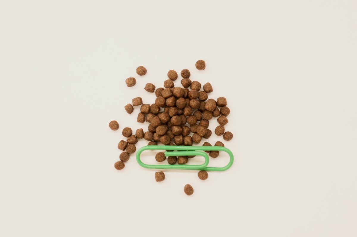 画像2: アフリカツメガエルの餌 (2)