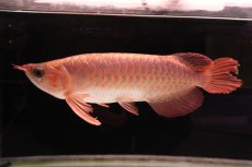 画像2: 【特価魚】スーパーレッド NO.111（下取り魚） (2)