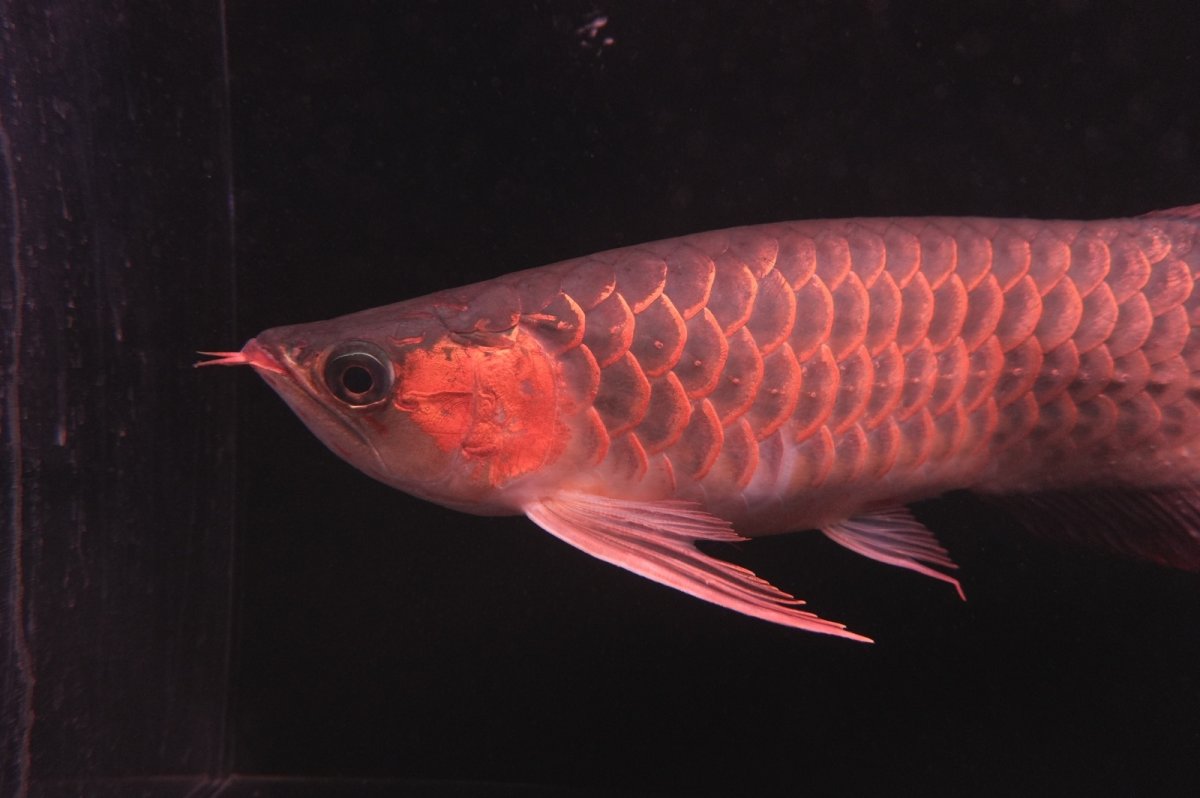 画像5: 【特価魚】スーパーレッド NO.222（下取り魚） (5)