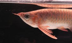 画像7: 【特価魚】スーパーレッド NO.111（下取り魚） (7)