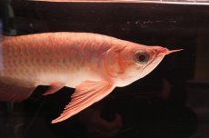 画像5: 【特価魚】スーパーレッド NO.111（下取り魚） (5)