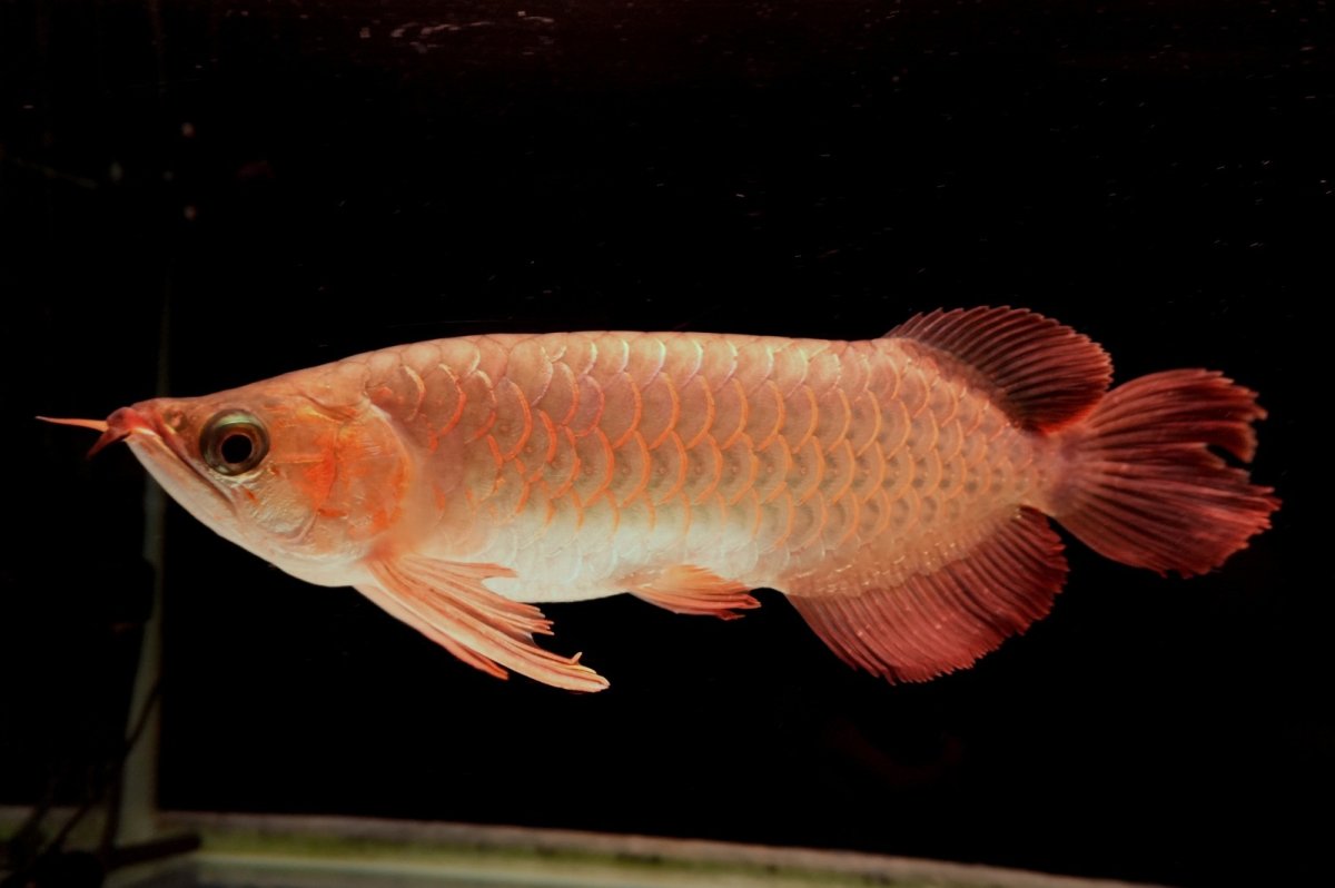 画像1: 【特価魚】スーパーレッド NO.111（下取り魚） (1)