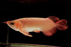 画像1: 【特価魚】スーパーレッド NO.111（下取り魚） (1)