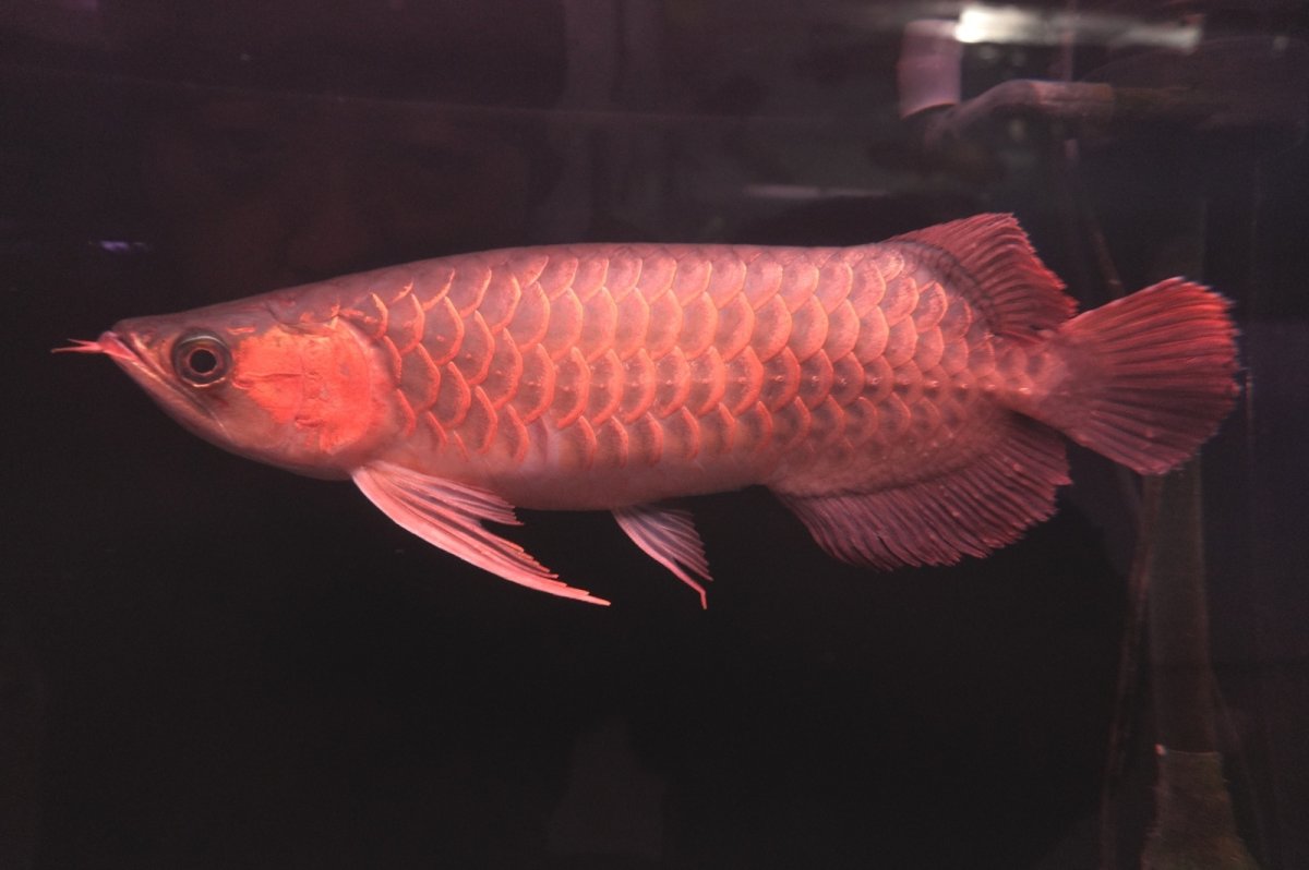 画像1: 【特価魚】スーパーレッド NO.222（下取り魚） (1)