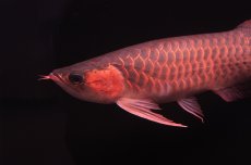 画像4: 【特価魚】スーパーレッド NO.222（下取り魚） (4)