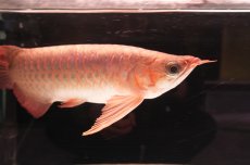 画像6: 【特価魚】スーパーレッド NO.111（下取り魚） (6)