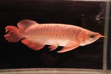 画像4: 【特価魚】スーパーレッド NO.111（下取り魚） (4)