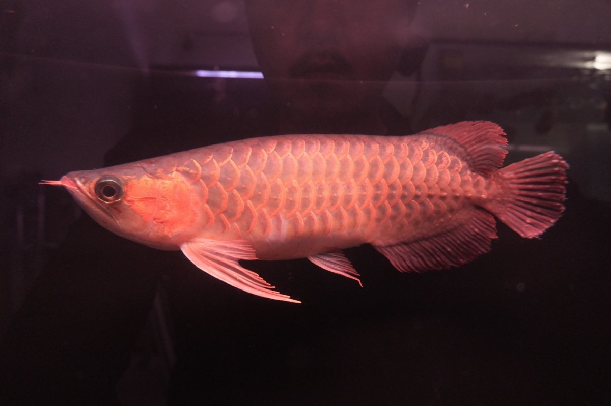 画像2: 【特価魚】スーパーレッド NO.222（下取り魚） (2)