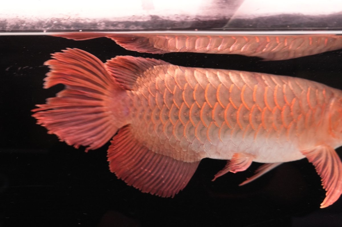 画像8: 【特価魚】スーパーレッド NO.111（下取り魚） (8)