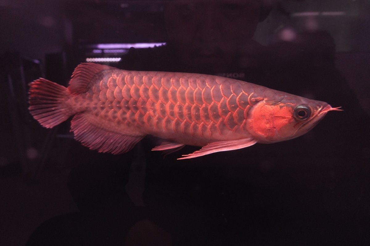 画像3: 【特価魚】スーパーレッド NO.222（下取り魚） (3)