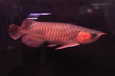 画像3: 【特価魚】スーパーレッド NO.222（下取り魚） (3)