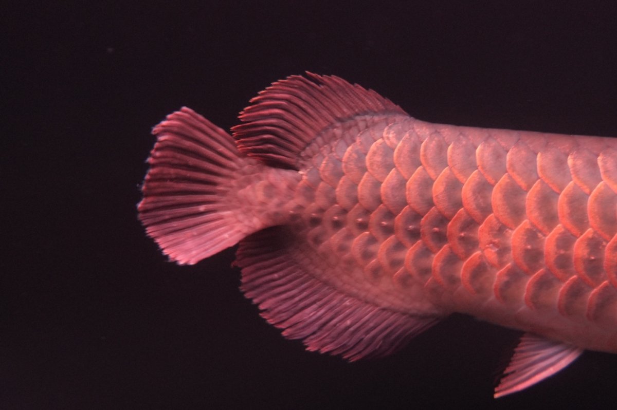 画像7: 【特価魚】スーパーレッド NO.222（下取り魚） (7)