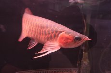 画像6: 【特価魚】スーパーレッド NO.222（下取り魚） (6)