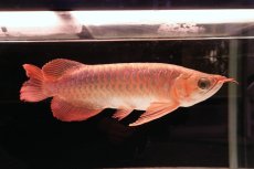 画像3: 【特価魚】スーパーレッド NO.111（下取り魚） (3)