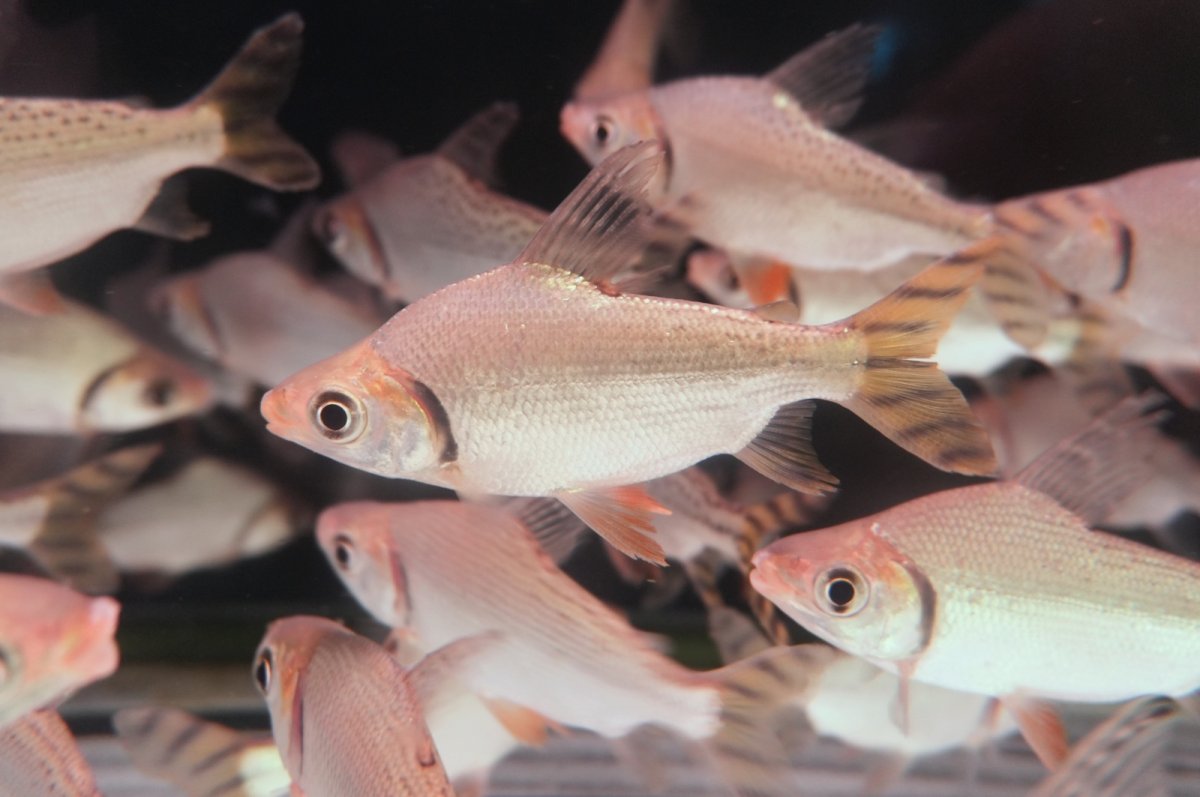 画像2: ワイルド　カラープロキロダス（コロンビア便） (2)