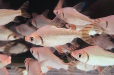 画像2: ワイルド　カラープロキロダス（コロンビア便） (2)