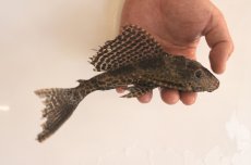 画像1: マーブルセルフィンプレコ (1)