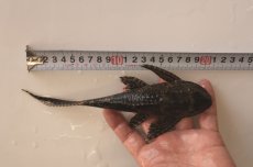 画像2: マーブルセルフィンプレコ (2)