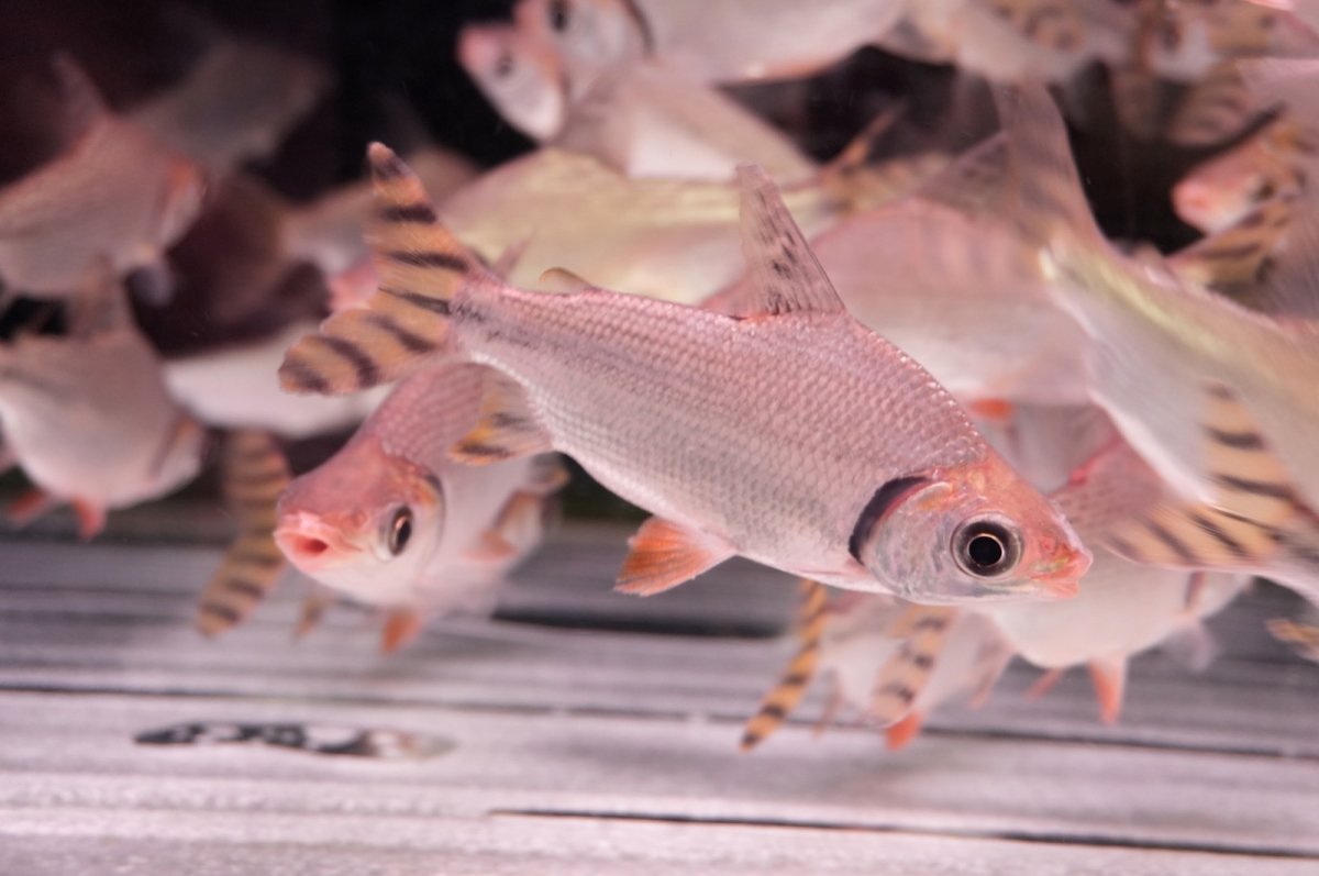 画像1: ワイルド　カラープロキロダス（コロンビア便） (1)