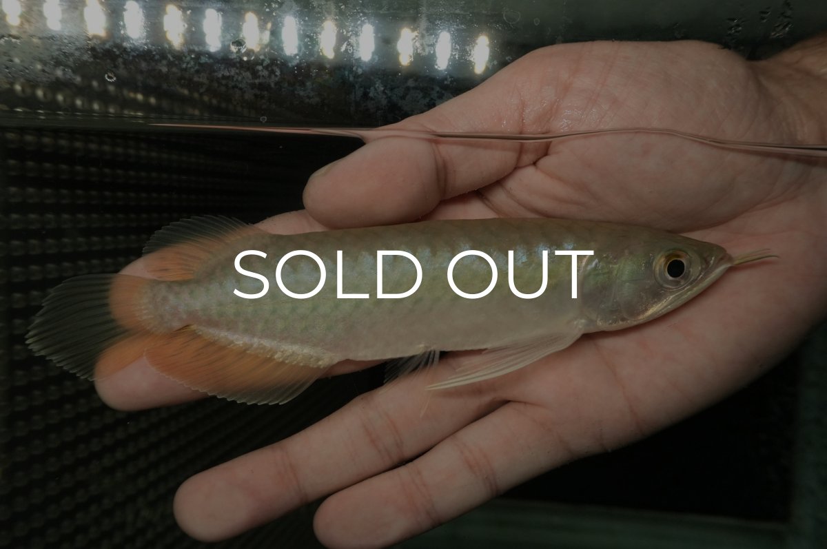 画像2: 青龍（グリーンアロワナ）NO.２ (2)